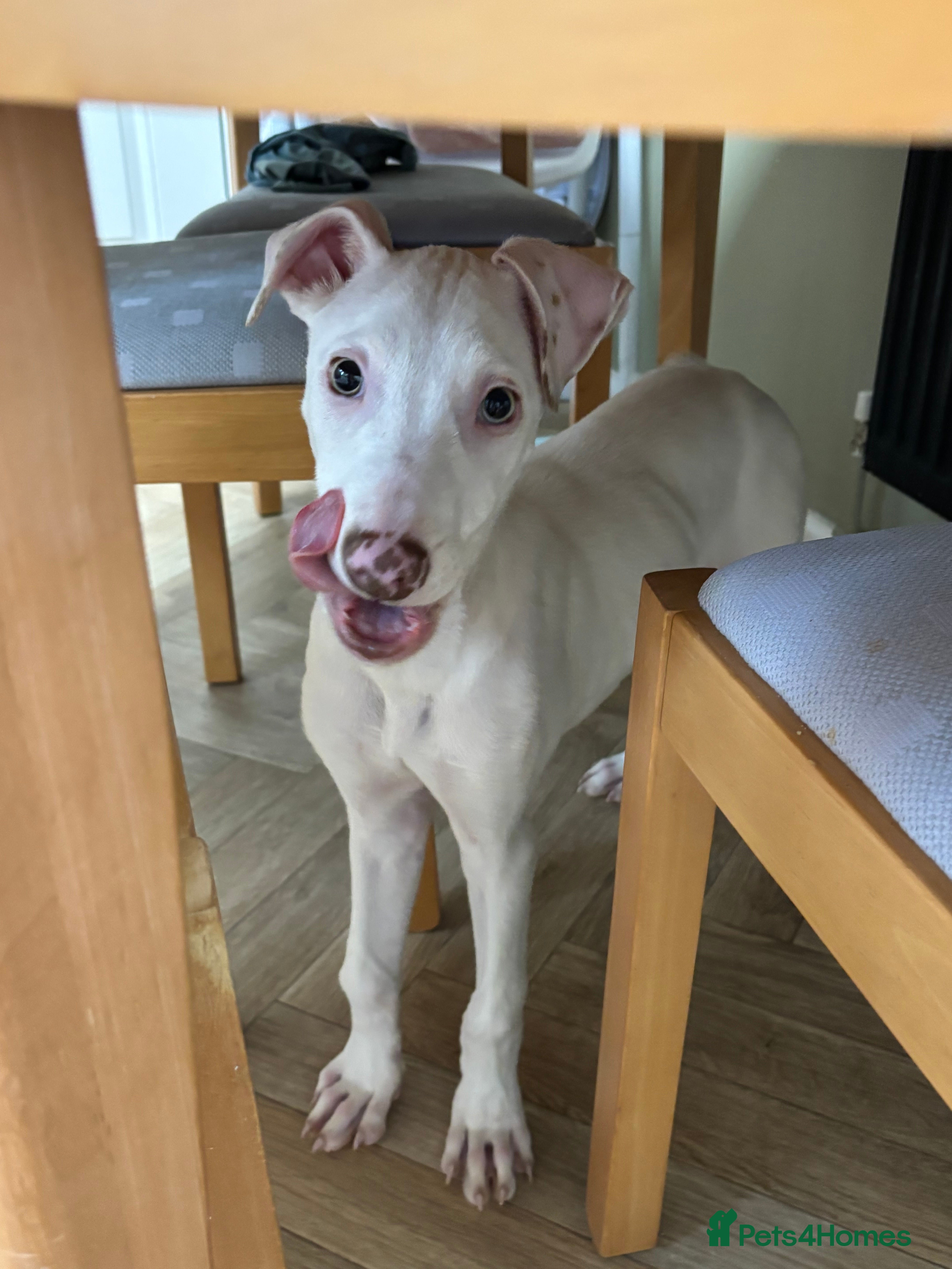 Lurcher dogs Lurcher puppy - Advert 1