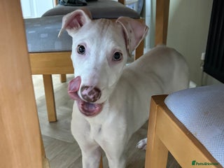 Lurcher dogs Lurcher puppy - Advert 1