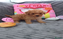 Miniature Poodle dogs for sale: Miniature tiny size poodles 1💙1🩷 - Image 4