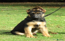 German Shepherd dogs for sale: *Quality GSD puppies for sale - Image 3