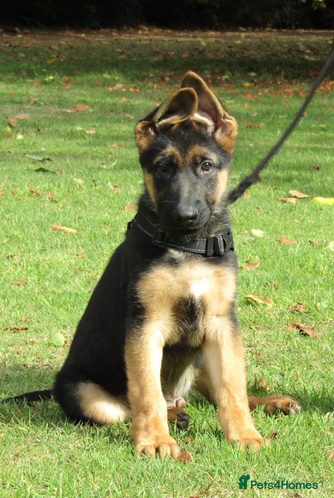 German Shepherd dogs for sale: *Quality GSD puppies for sale - Image 3