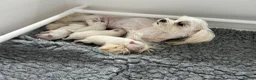 Maltese dogs for sale: Exceptional KC reg small Maltese  - Advert 7