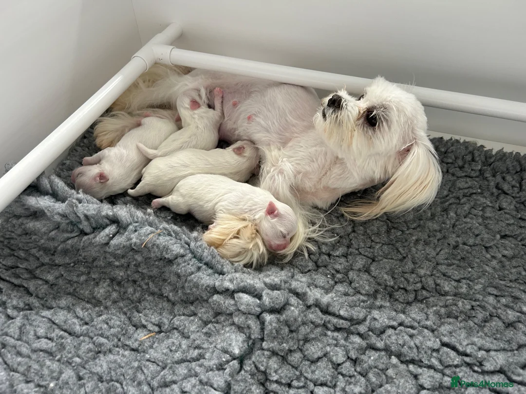 Maltese dogs for sale: Exceptional KC reg small Maltese  - Advert 7