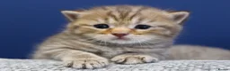 British Shorthair cats for sale: Gorgeous British Shorthair kittens Cute & Adorable - Advert 29