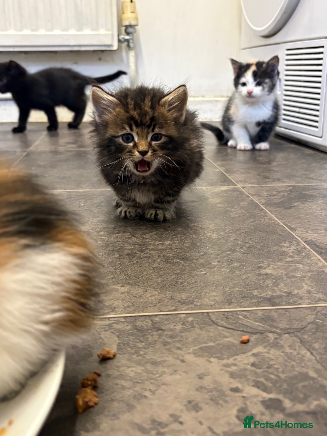 Maine Coon cats for sale: 7 adorable maincoon kittens  - Advert 4