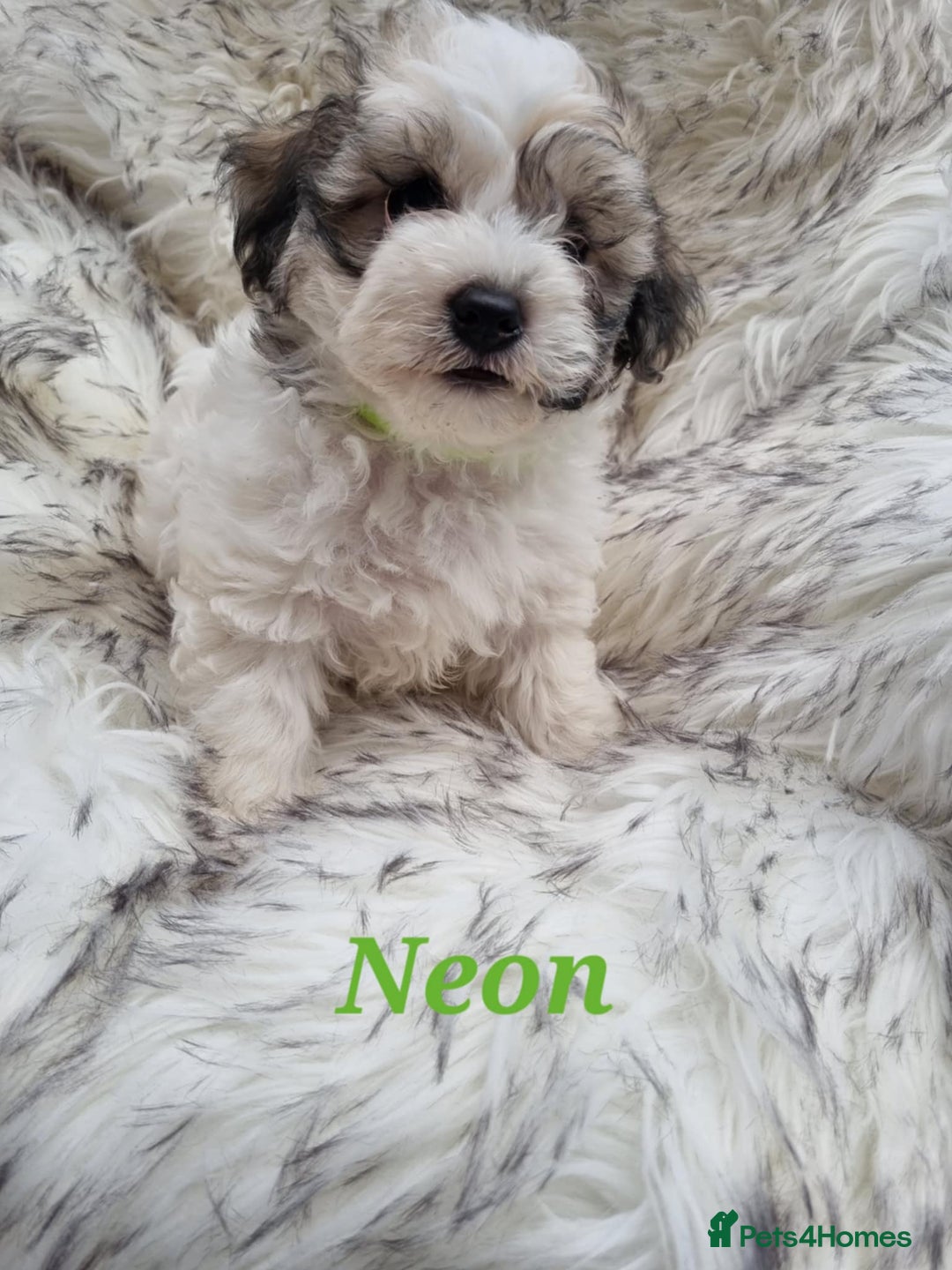 Zuchon dogs for sale: Bichon Frise puppy for sale  - Image 12