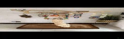 Macaws birds for sale: 5 year old tame harlequin macaw  in Blackburn - Advert 7