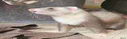 Ferret rodents for sale: 2 x ferrets and hutch food etc - Advert 10