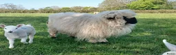 Sheep livestock for sale: In need of a loving home! - Advert 8