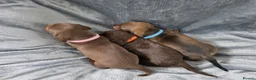 Miniature Dachshund dogs for sale: KC Miniature Dachshunds - Advert 2