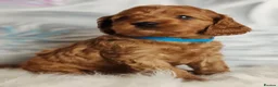Cavapoo dogs for sale:  Beautiful Cavapoo  - Advert 5