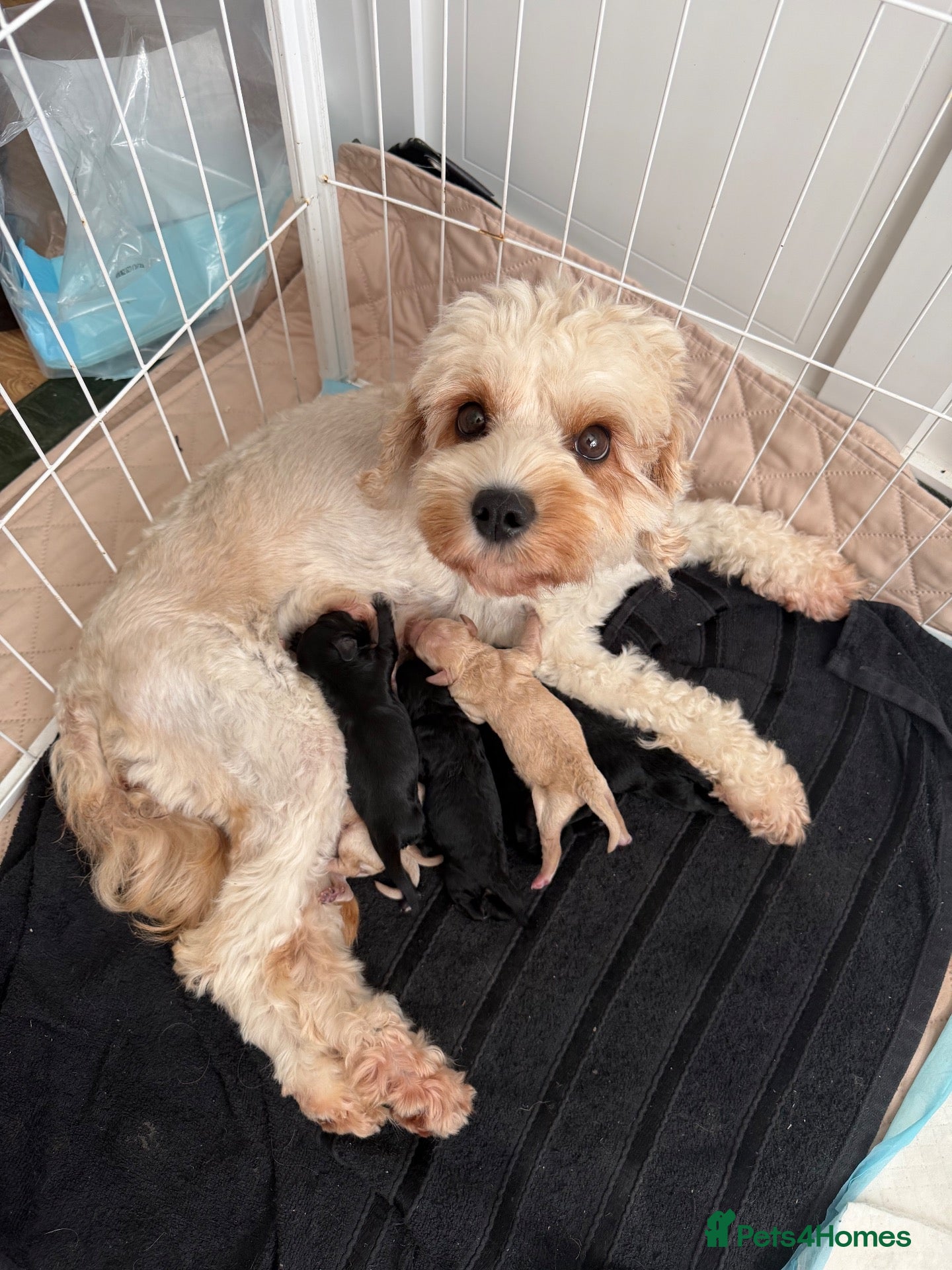 Cavapoo dogs Gorgeous Tiny Toy F1b Cavapoo puppies for sale - Advert 3