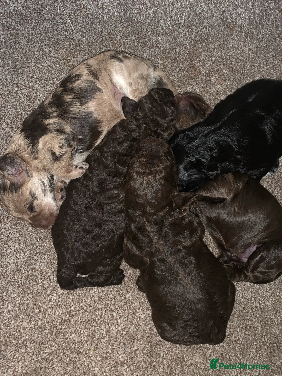 Cockapoo dogs for stud: PROVEN DNA tested Cockapoo Stud-Chocolate Merle in Stafford - Advert 19