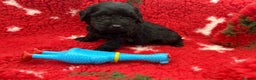 Labradoodle dogs for sale: F1 labradoodle puppy’s  - Advert 4