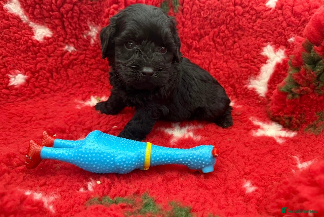 Labradoodle dogs for sale: F1 labradoodle puppy’s  - Advert 4
