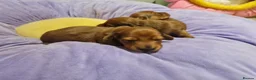 Miniature Dachshund dogs for sale: Pra clear-Beautiful miniature LG Dachshund pupps - Advert 36