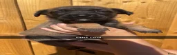 Belgian Shepherd Dog dogs for sale: Belgium malinois pups - Advert 5