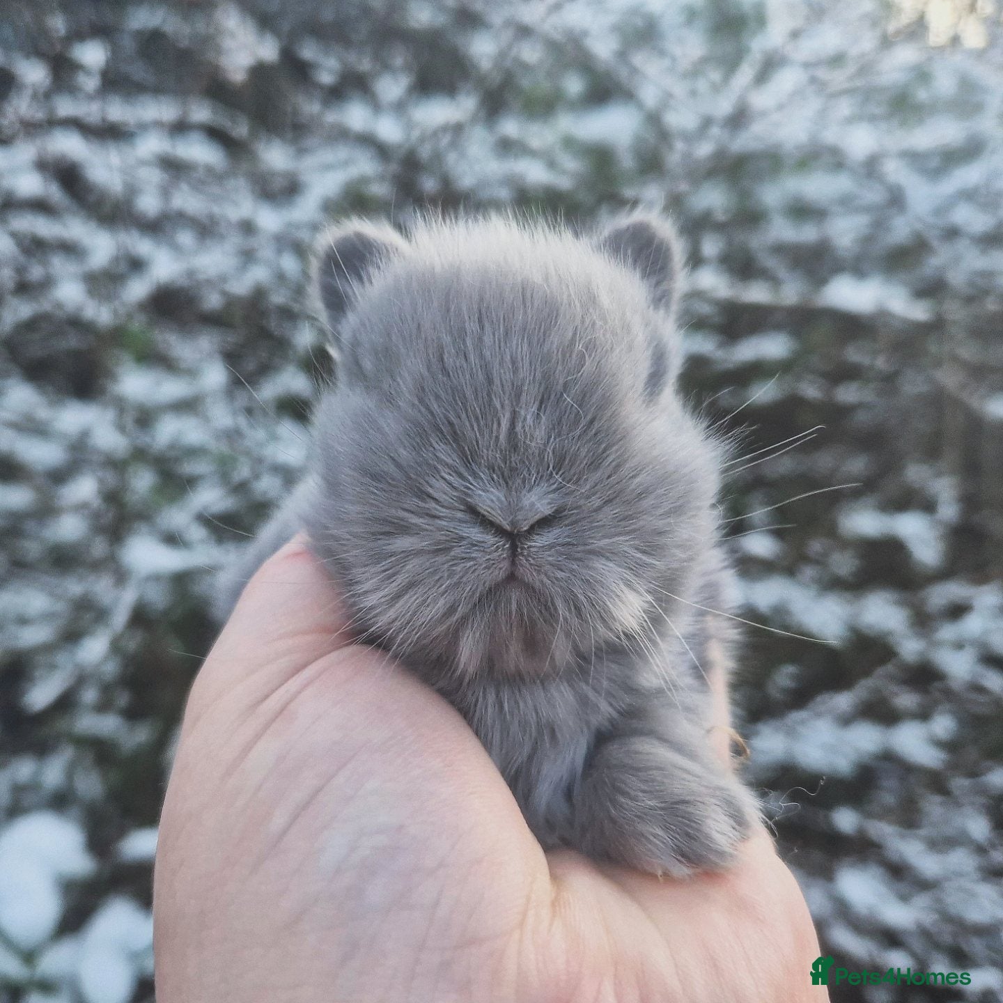 Angora rabbits 💙 Teddydwerg boy available 💙 - Advert 1