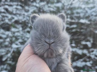 Angora rabbits 💙 Teddydwerg boy available 💙 - Advert 1