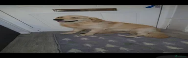 Golden Retriever 1
