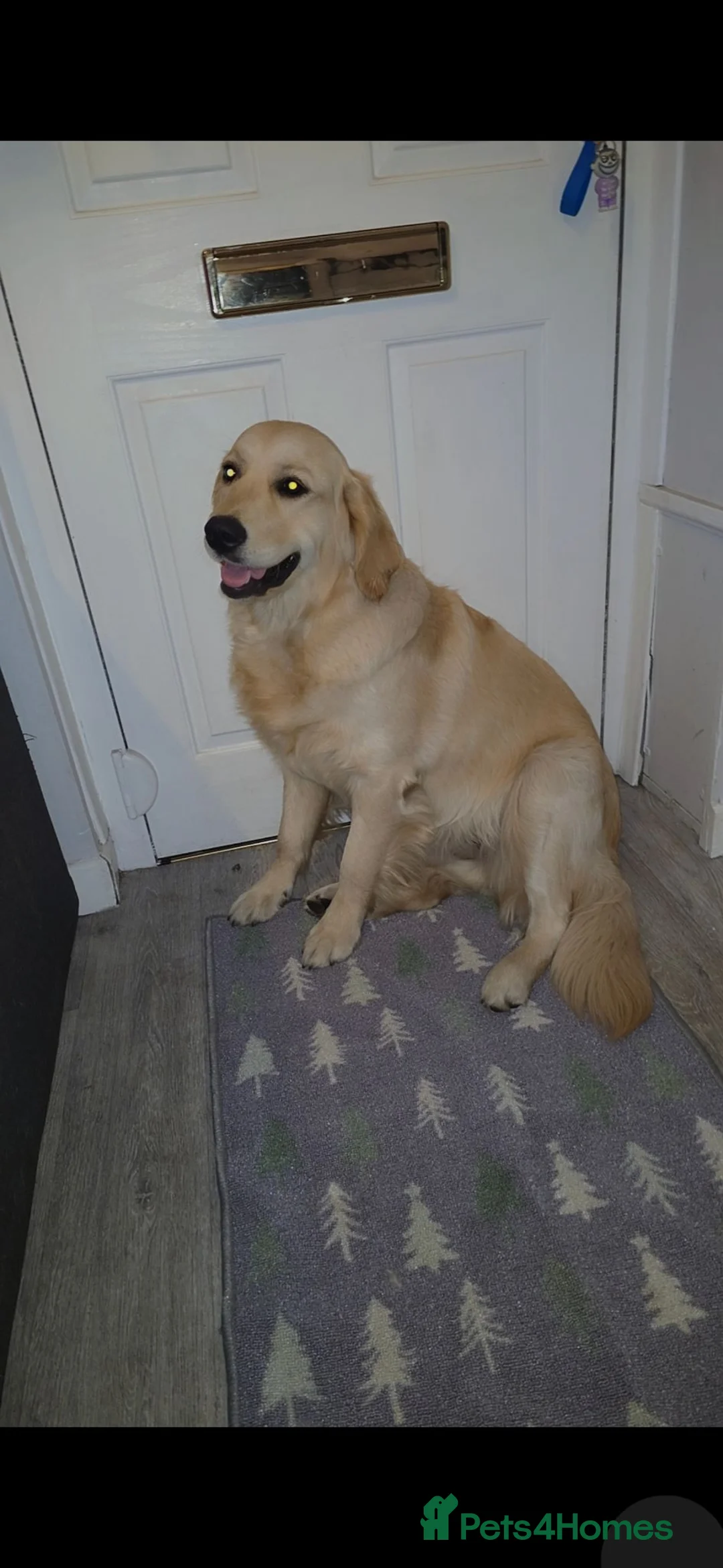 Golden Retriever dogs for sale: Beautiful Golden Retriever for a Loving Home - Advert 2