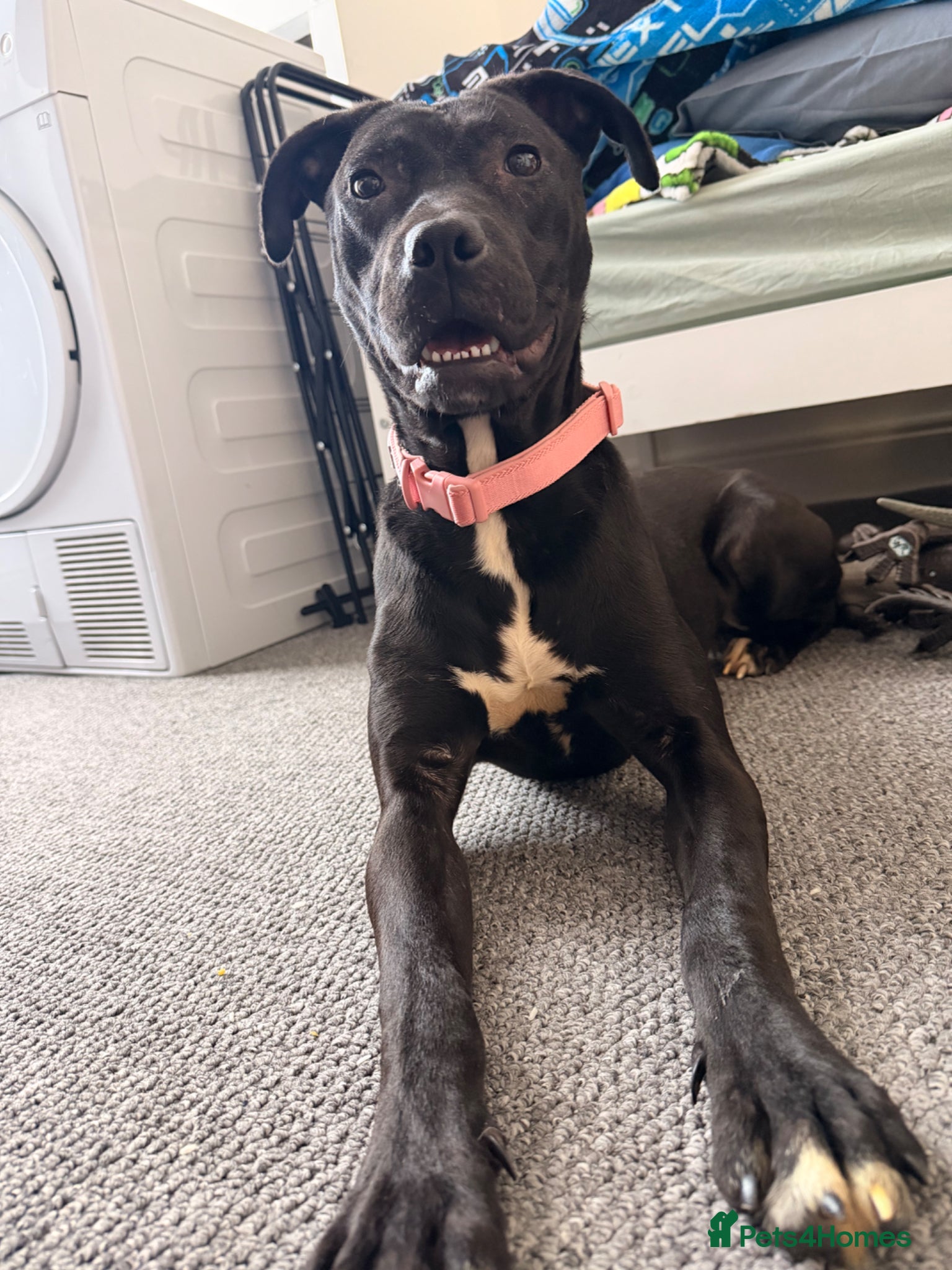 Staffordshire Bull Terrier dogs Missy - Advert 2