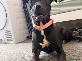 Staffordshire Bull Terrier dogs Missy - Advert 14