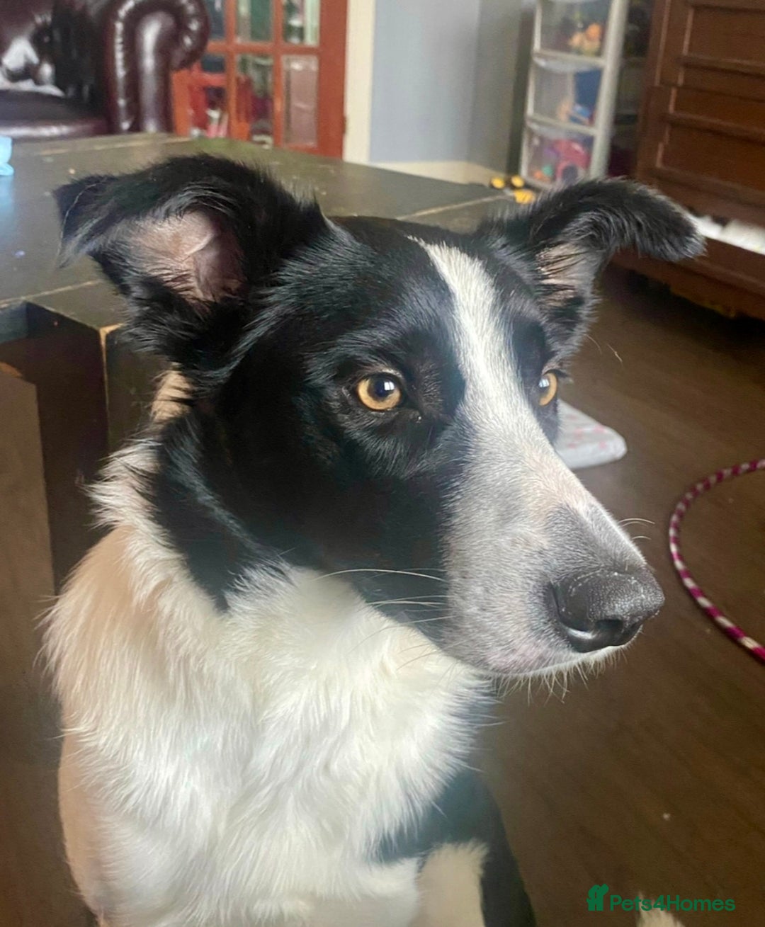 Mixed Breed dogs for sale: Border Collie x Whippet  - Advert 17