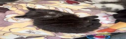 Mixed Breed cats for sale: 2 MALE BLACK LONG HAIRED FLUFFY KITTENS LEFT💘 - Advert 20