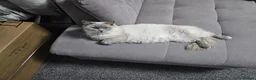 Ragdoll cats for sale: PURE BREED RAGDOLL CAT - Advert 7