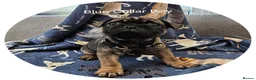 Frug dogs for sale: Fun-loving Frug pups seeking their forever family! - Advert 12