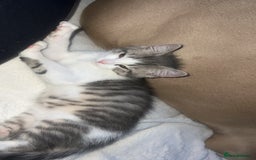 British Shorthair cats for sale: British shorthair mix - Image 9