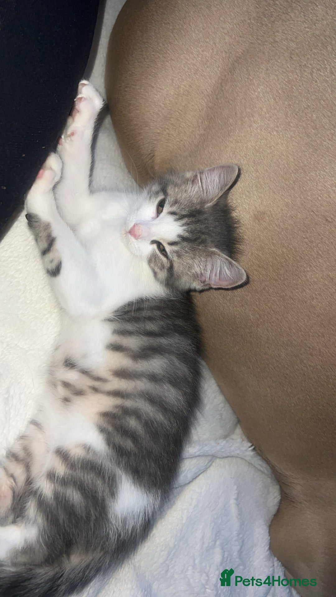 British Shorthair cats for sale: British shorthair mix - Image 9