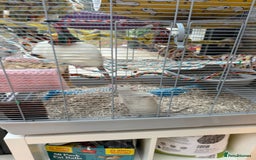 Rat rodents for sale:  2 FEMALE Rats- need Patient & Confident Owner - Advert 7
