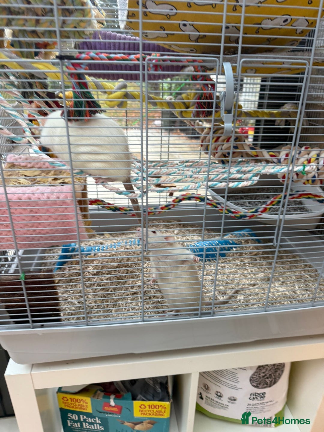 Rat rodents for sale:  2 FEMALE Rats- need Patient & Confident Owner - Advert 7