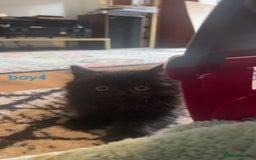 Mixed Breed cats for sale: 5 kittens - Image 5