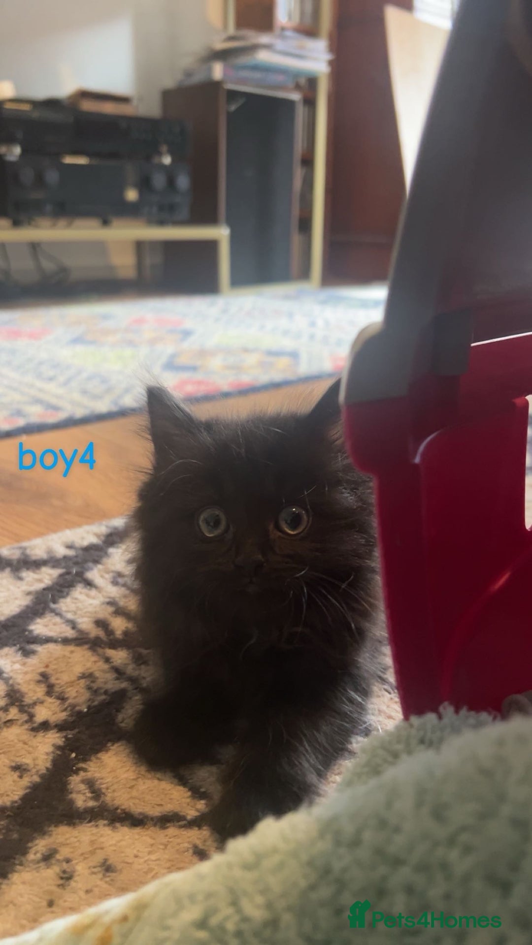 Mixed Breed cats for sale: 5 kittens - Image 5