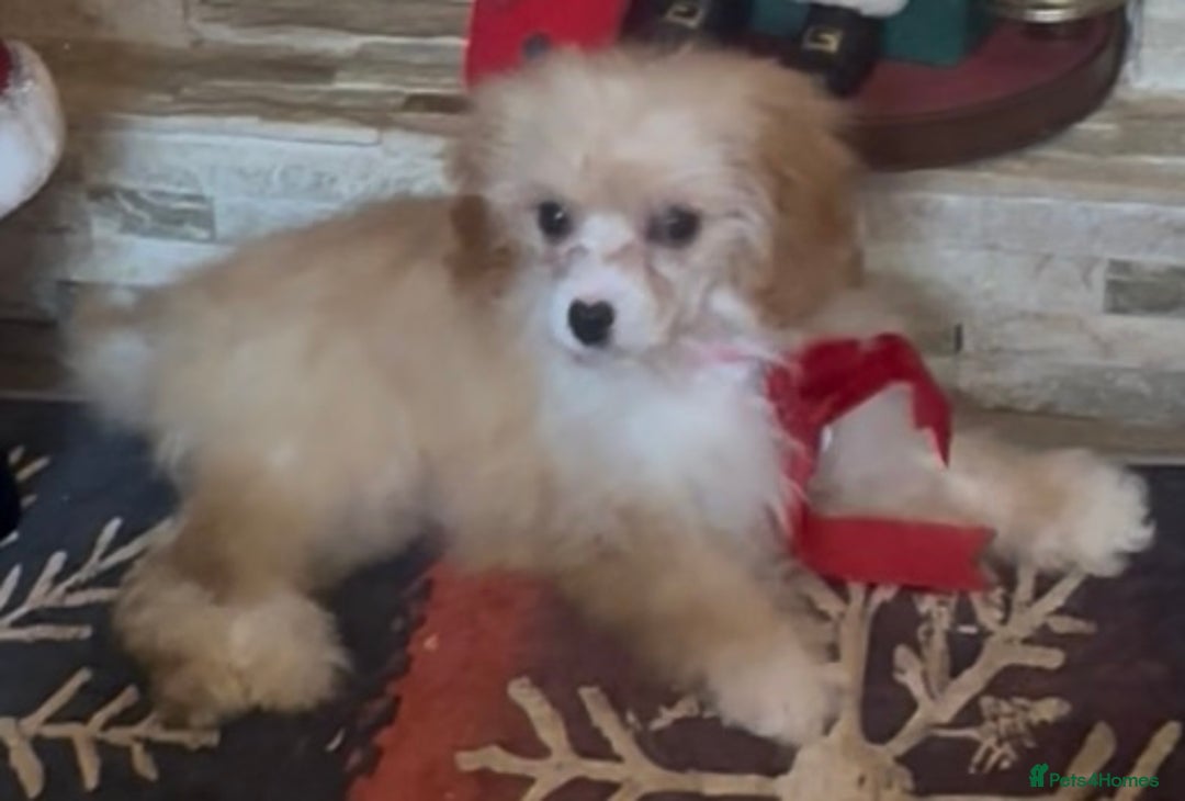 Cavapoo dogs for sale: Last 3 cavapoo girls.  ready to leave now  - Advert 6