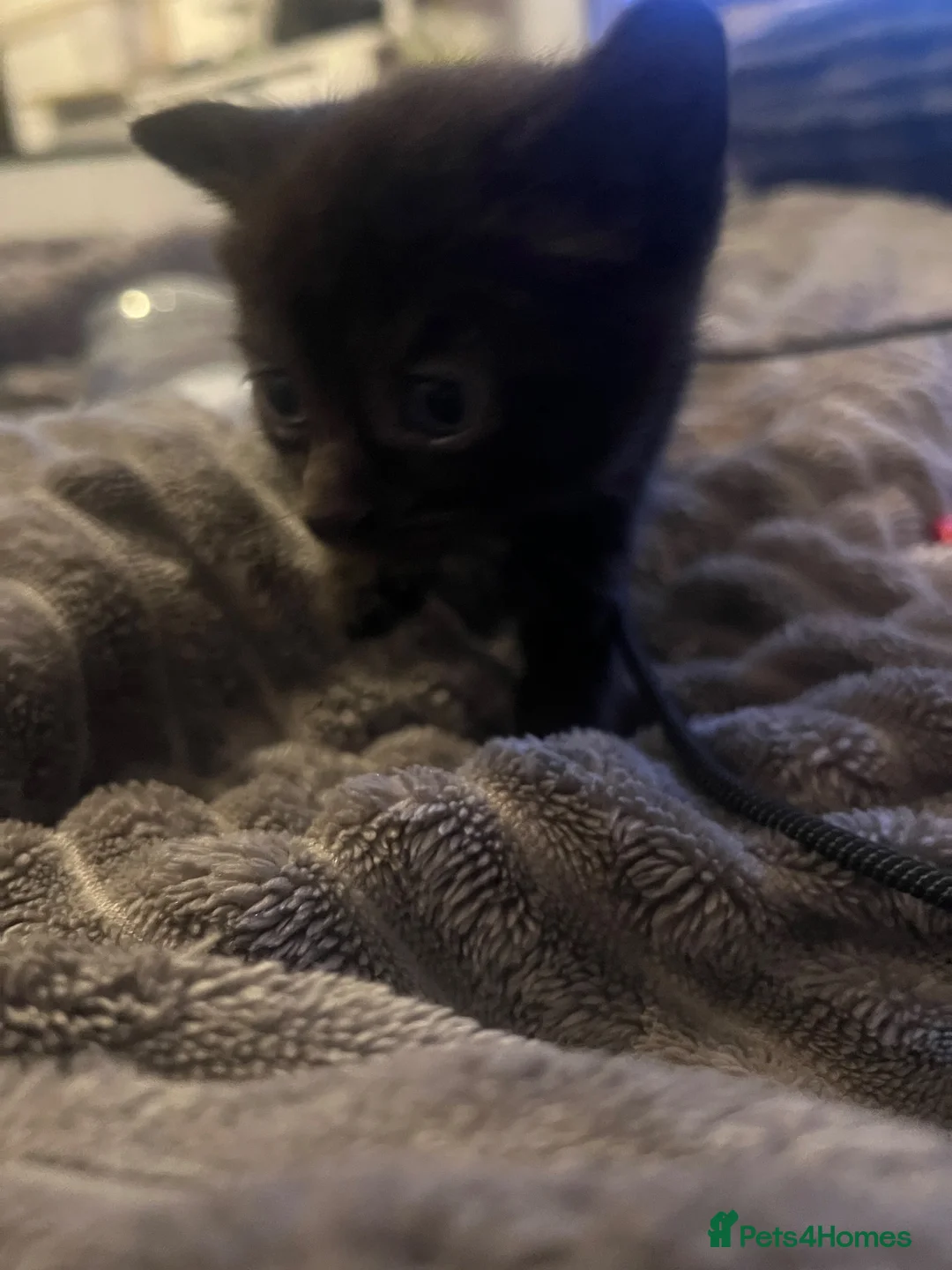 British Shorthair cats for sale: Small black female cat  in South Shields - Advert 2