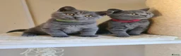British Shorthair cats for sale: British shorthair blue kittens  - Advert 10