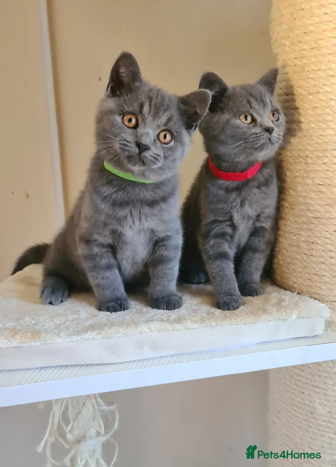 British Shorthair cats for sale: British shorthair blue kittens  - Advert 10