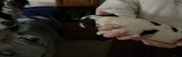 English Springer Spaniel dogs for sale: ESS RKC reg pups - Advert 3