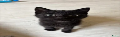 Domestic Shorthair Kitten 3