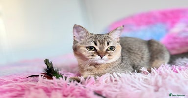 Scottish Fold cats - Advert 8