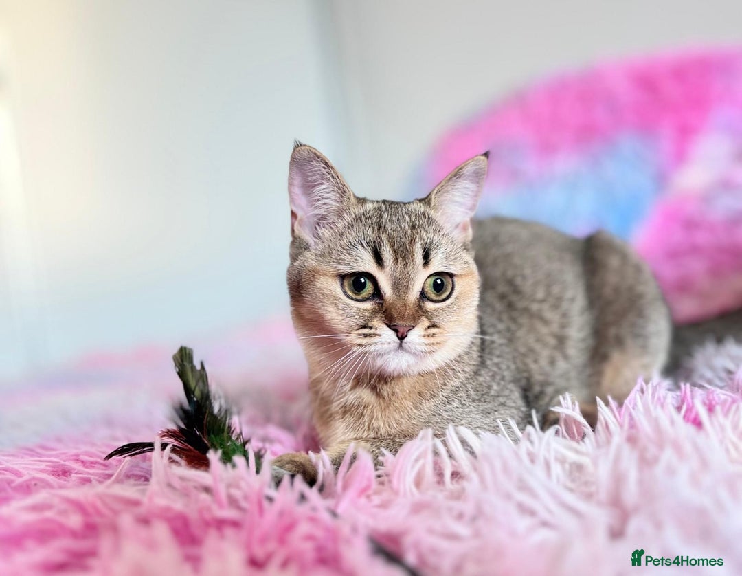 Scottish Fold cats for sale: Rare brown gold chinchilla girl  ready now x - Image 2