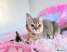 Scottish Fold cats - Advert 3