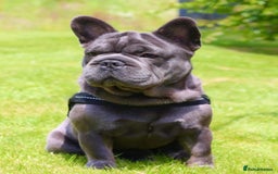 French Bulldog dogs for stud: French bulldog studs - Image 5