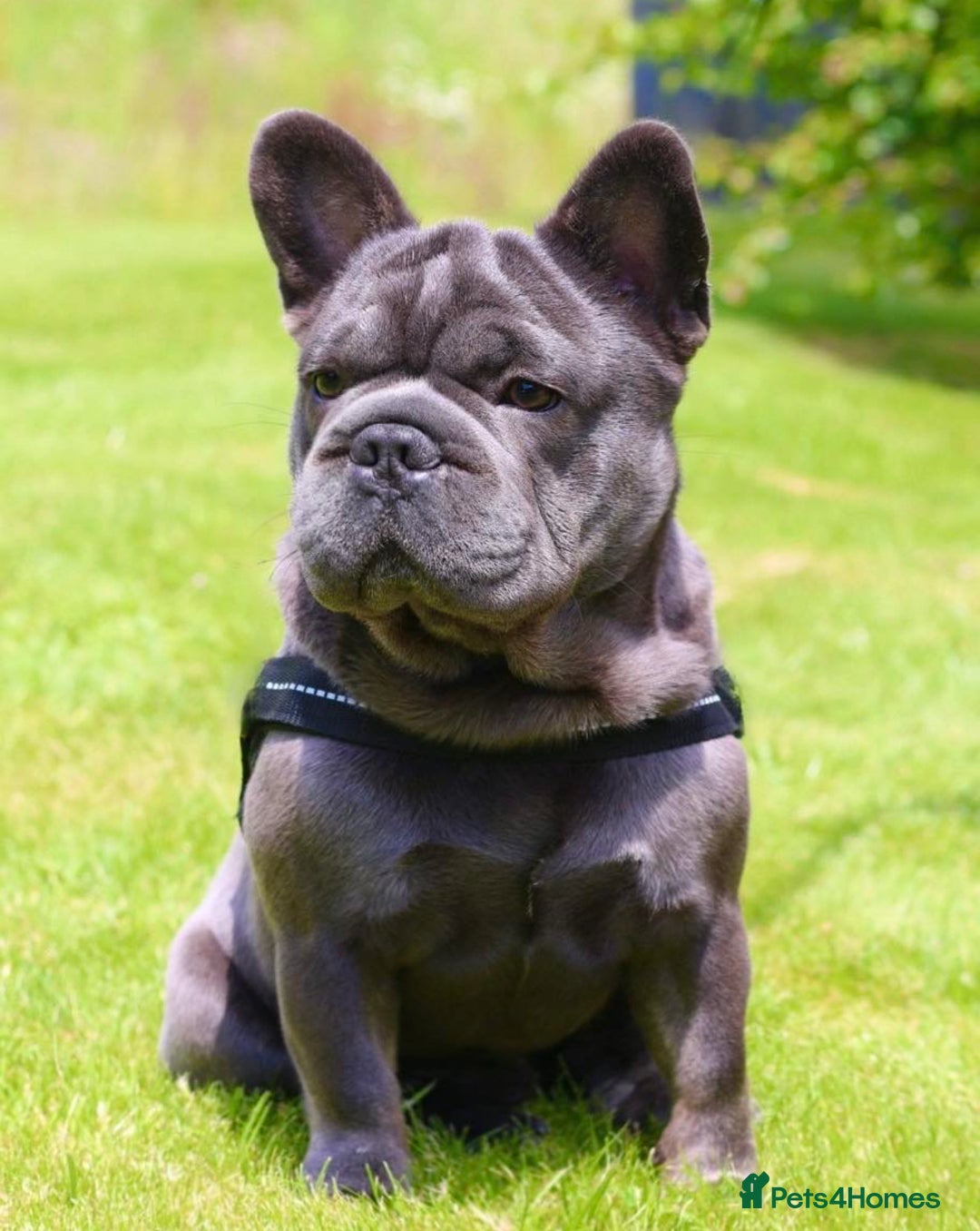 French Bulldog dogs for stud: French bulldog studs - Image 5