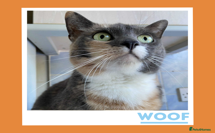 Mixed Breed cats - Advert 5