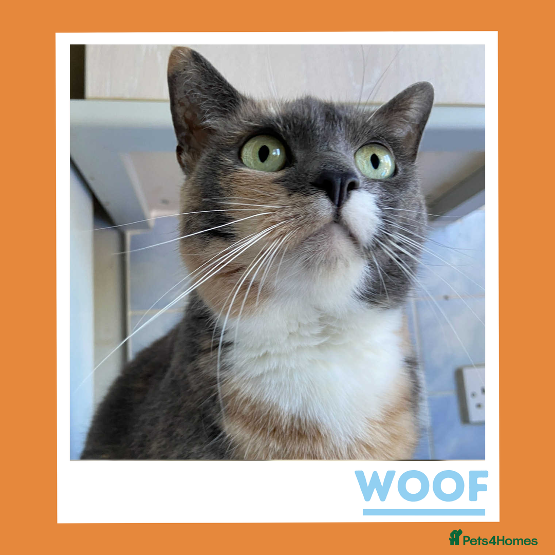 Mixed Breed cats for adoption: A golden girl looking for love - Image 1